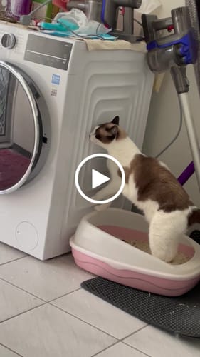 Customer video review of Michu Premium Mixed Tofu Cat Litter Pro Gen2 6L- Superb in Flushable, Eco-Friendly & Odour-Control