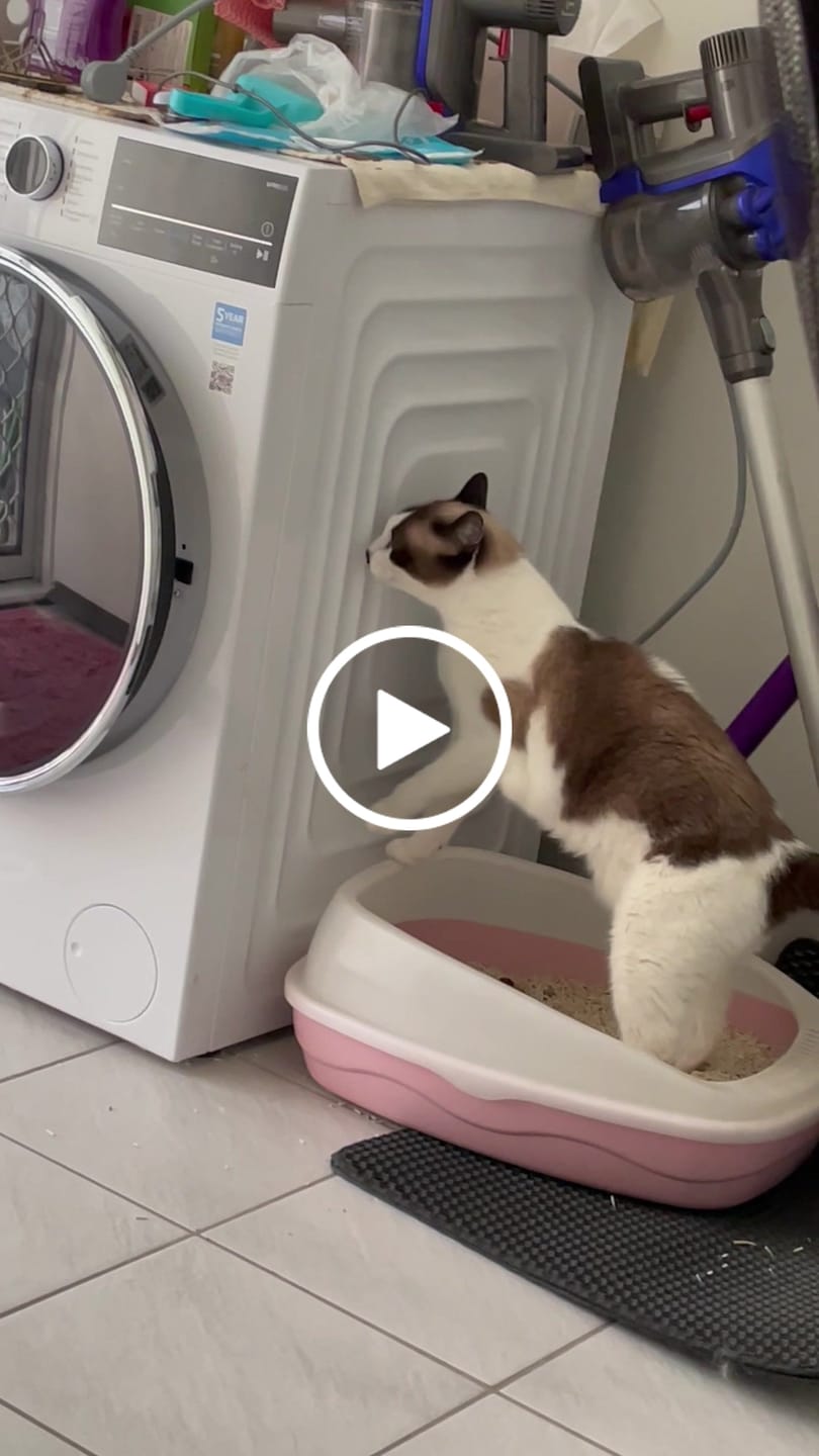 Customer video review of Michu Premium Mixed Tofu Cat Litter Pro Gen2 6L- Superb in Flushable, Eco-Friendly & Odour-Control