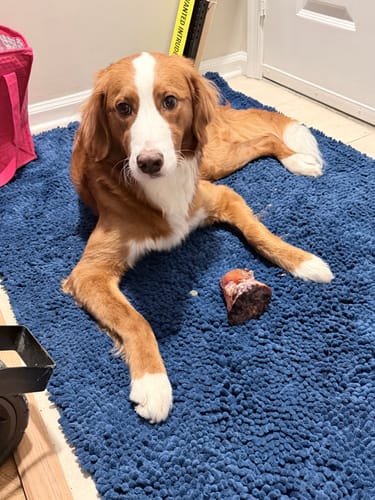 Customer's dog lying on a blue rug with a partially eaten Pig Ear treat in front of him.
