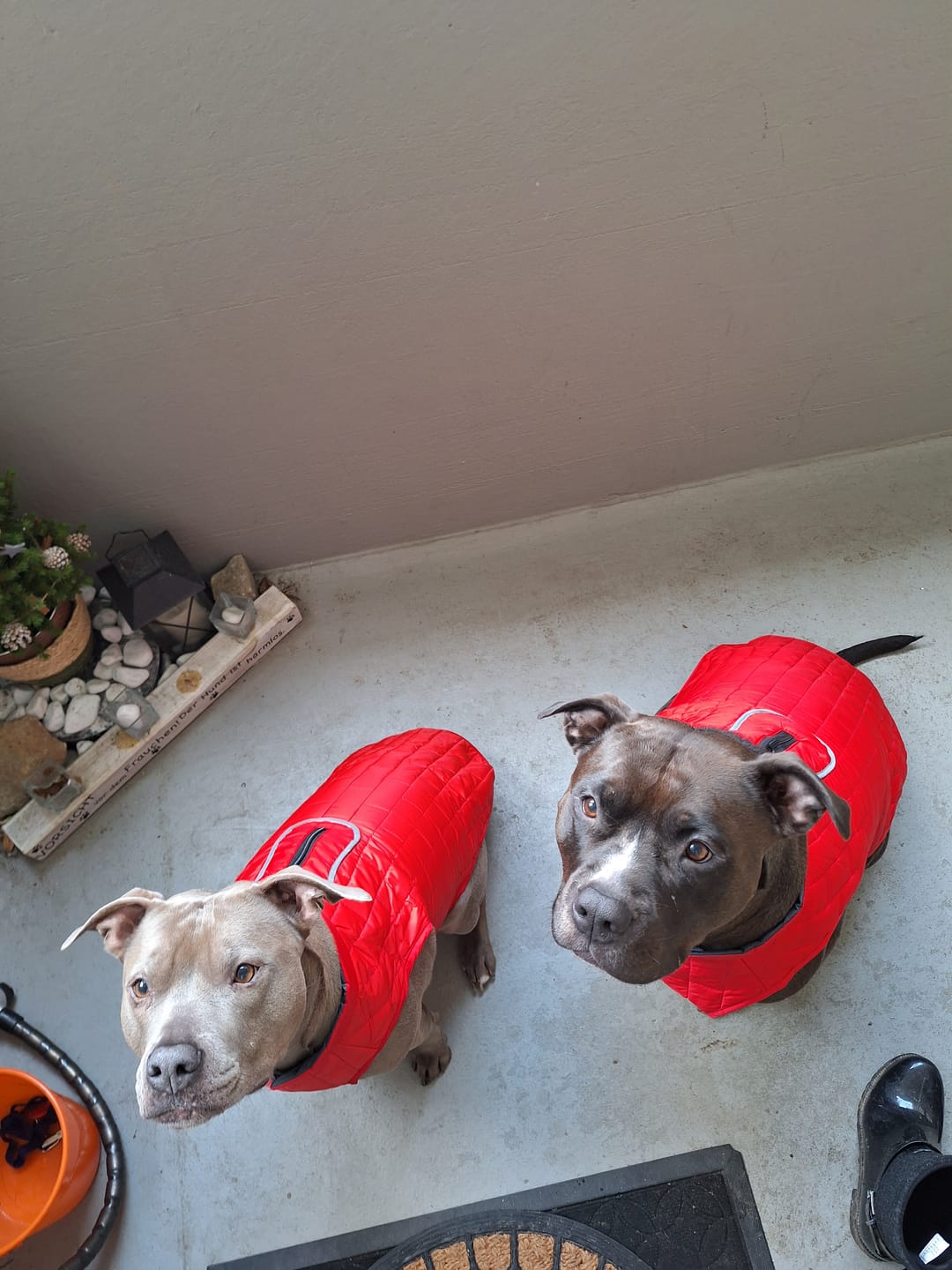 Customer photo review of Emmalove - Wasserdichte Hundeweste