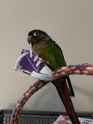 Customer photo review of CYBER MONDAY DEAL! 1216 Pack 6 Mini Sneaker Foot Toys