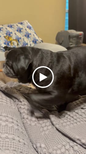 Customer video review of Hickory Smoked Bully Sticks
