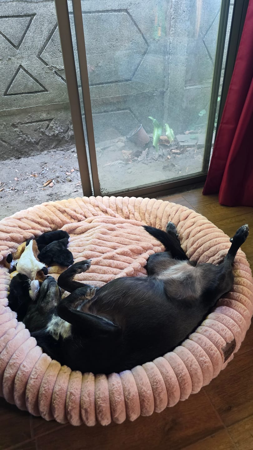 Customer photo review of Luxury Edition: Cama Anti-Estrés THE DOGS