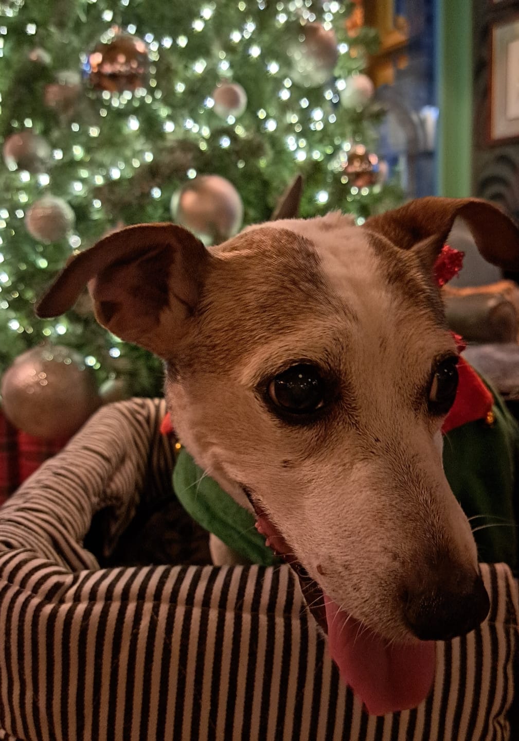 Customer photo review of Meet Santa Paws (+ Gift) at Lili  & Mila's Empawrium