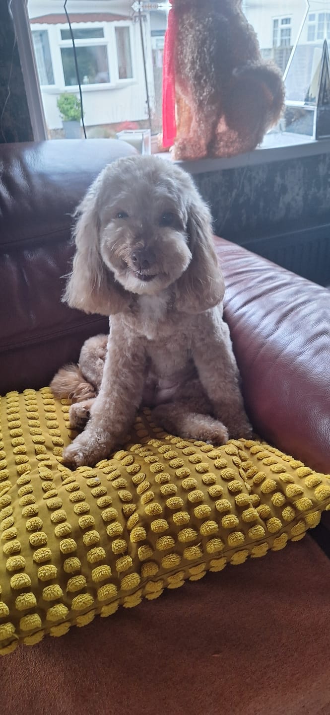 Customer photo review of Total Urinary Care Supplement For Dogs