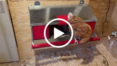 Customer video review of HeatMats - Keep your eggs from freezing