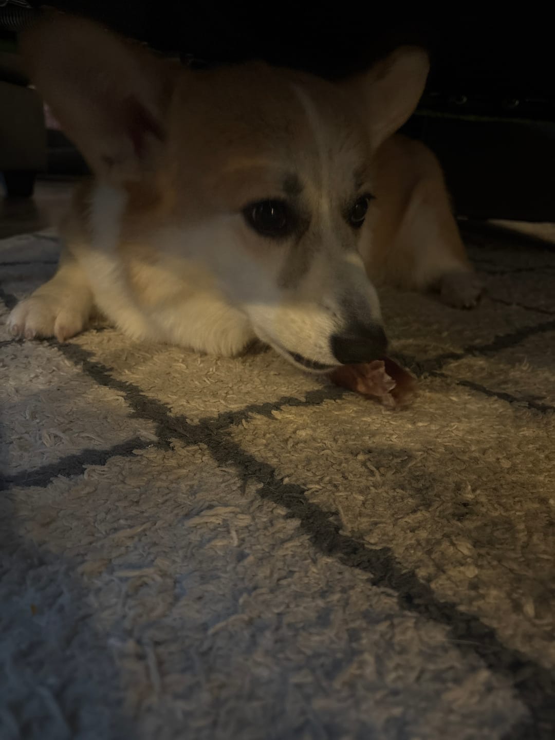Customer photo review of Justin's 1LB Chew Pack
