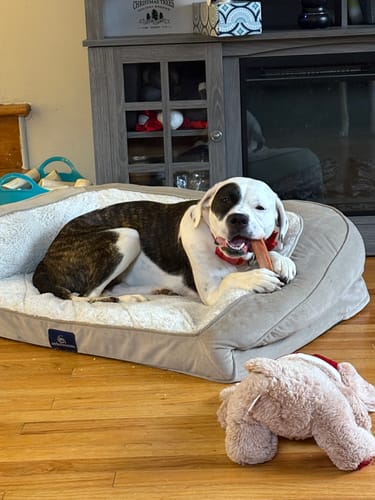 Customer's brindle and white dog lying in a bed, chewing on a Pumpkin Yak Chew.