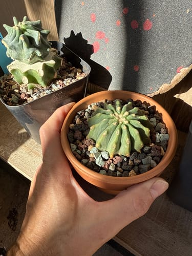 Customer's hand holding a small Spineless Blue Barrel Cactus in a terracotta pot.