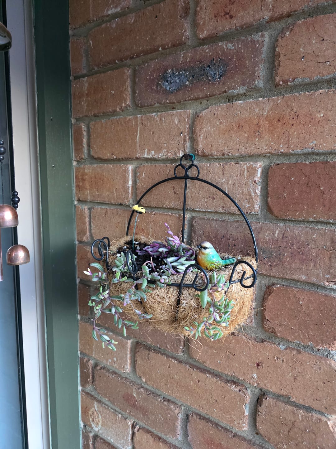 Customer photo review of Othonna capensis variegated 'Opal Necklace'