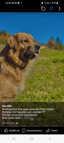 Ein Kunde zeigt seinen ruhigen Golden Retriever auf einer grünen Wiese.