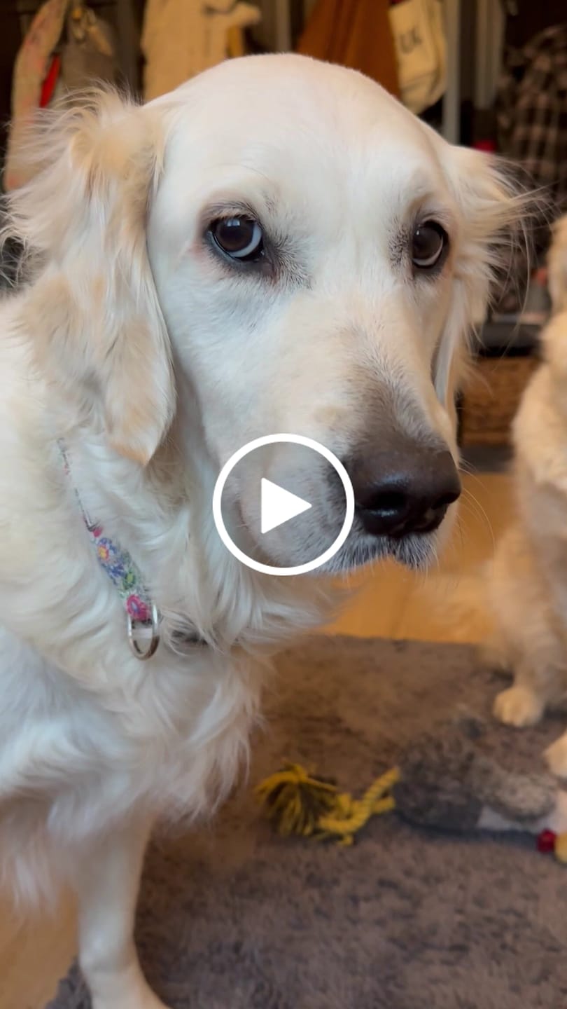 Customer video review of Golden Gravy