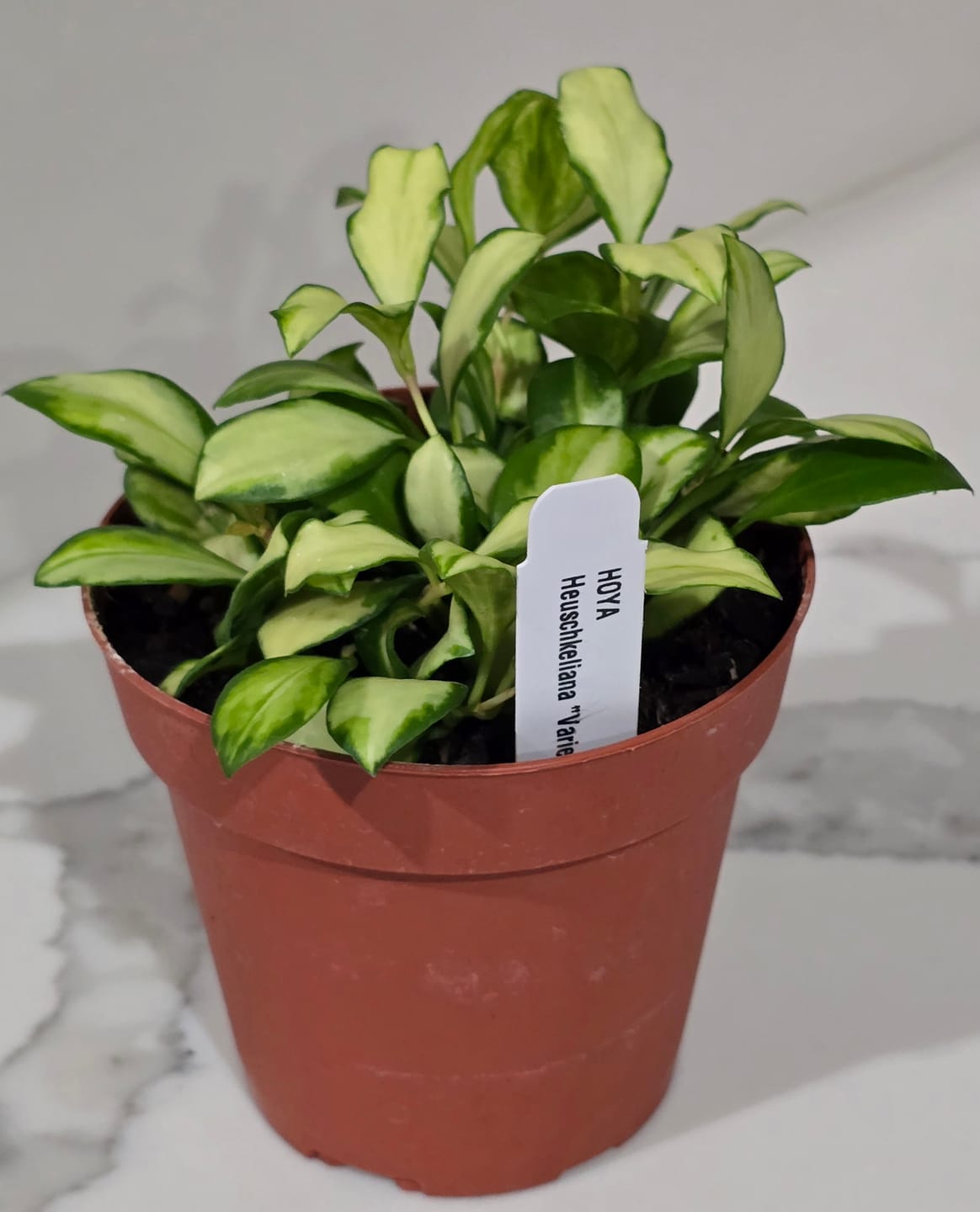 Customer photo review of Hoya heuschkeliana variegata