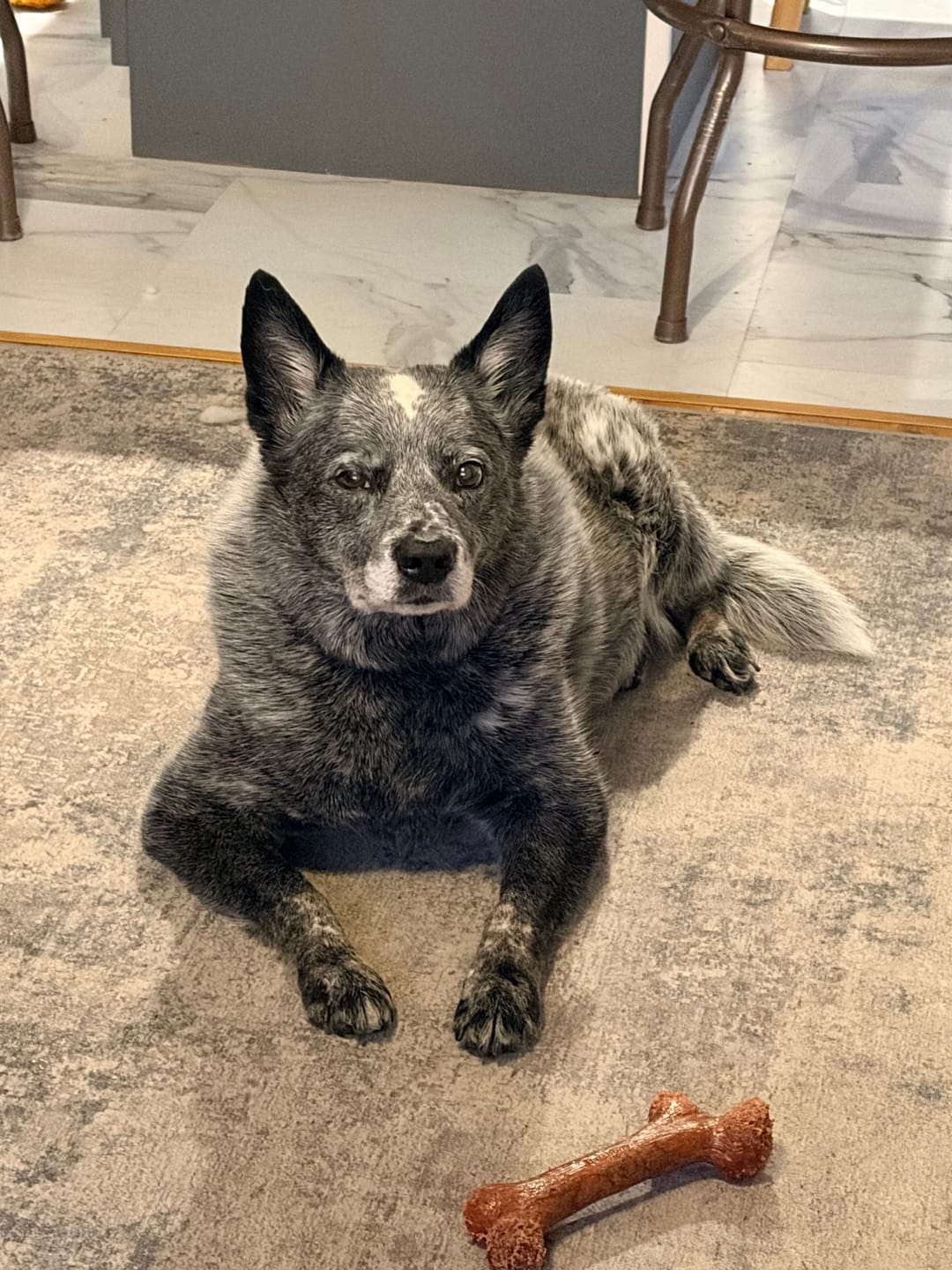 Customer photo review of Pet CBD Oil 1200mg - Available in Multiple Flavors