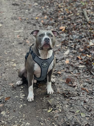 Customer photo review of Active Harness | With Handle & Reflective - Black