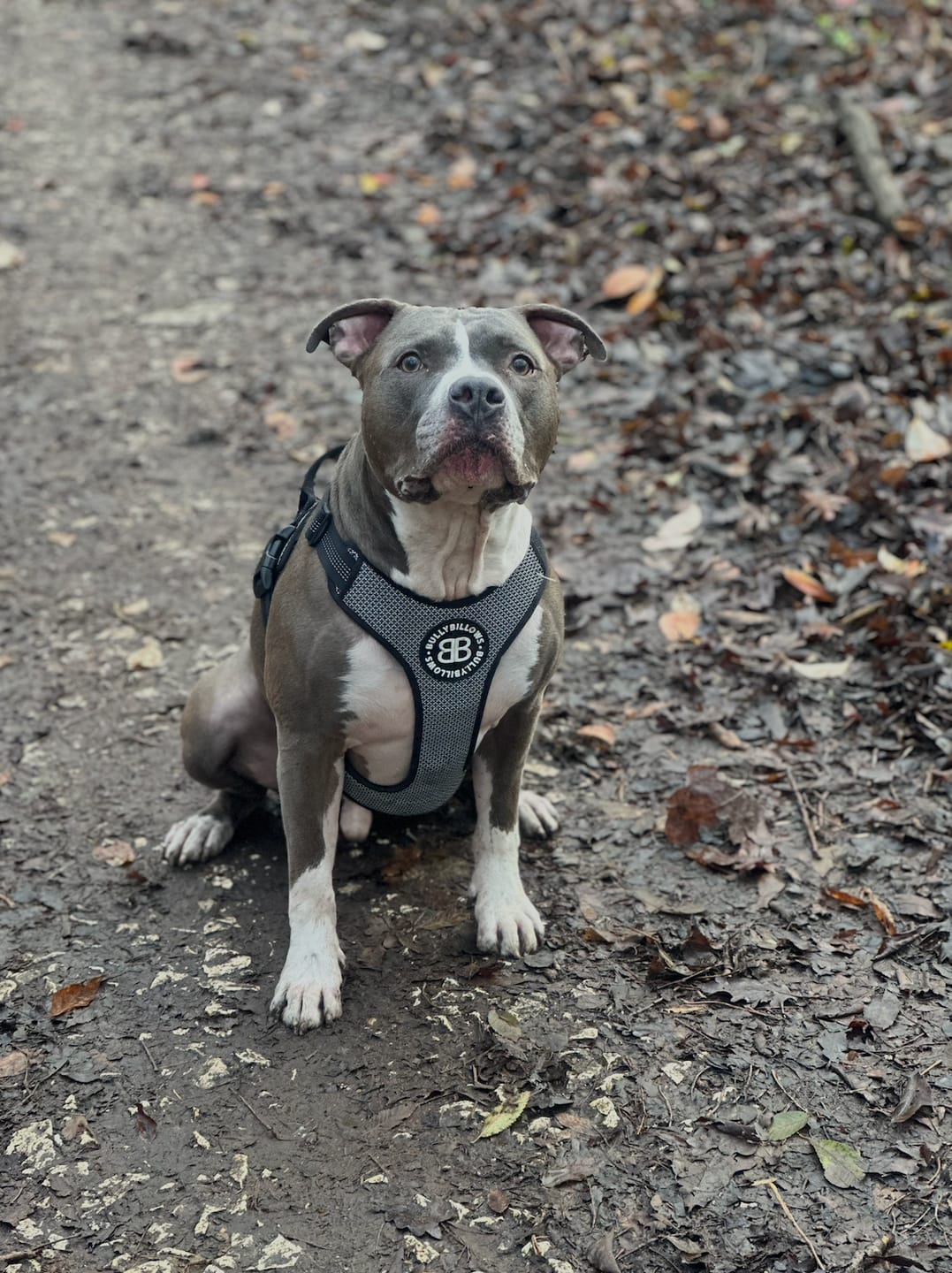 Customer photo review of Active Harness | With Handle & Reflective - Black