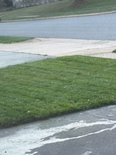 Customer photo review of GCI Turf 25-5-5 G