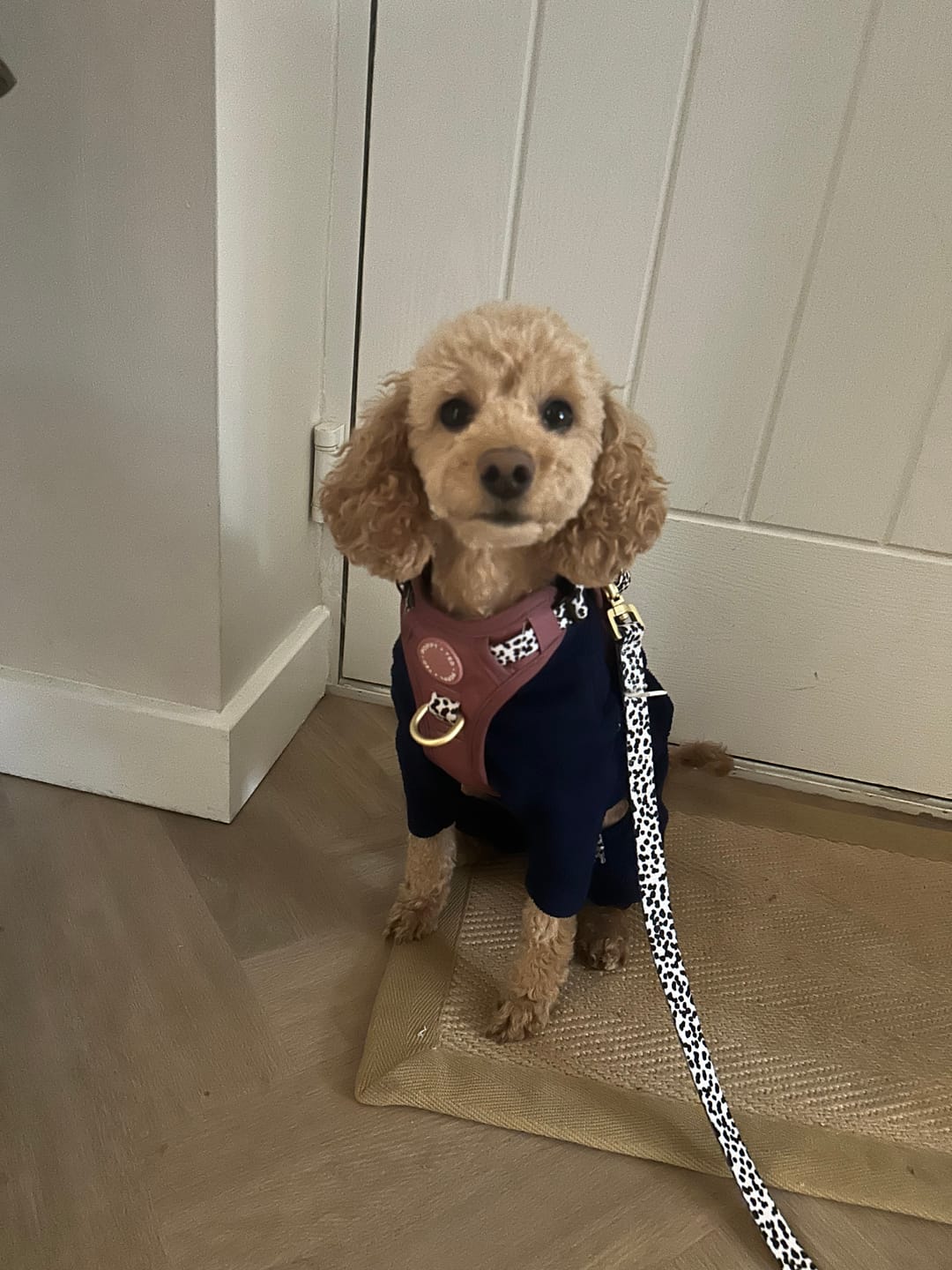 Customer photo review of Luxe Collection | 3-Click Tough Harness | Berry Dalmatian