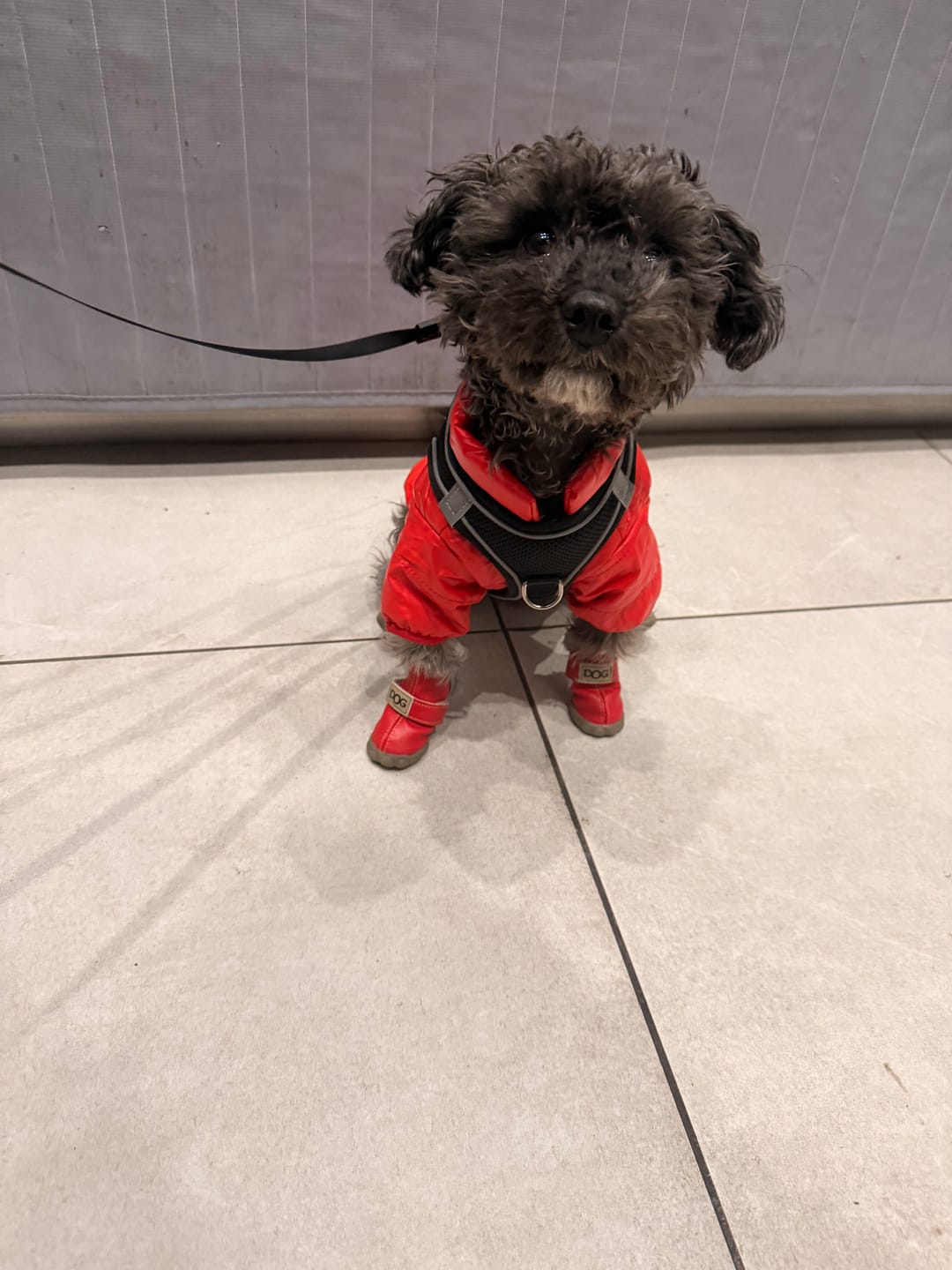 Customer photo review of PETASIA Pet Dog Boots
