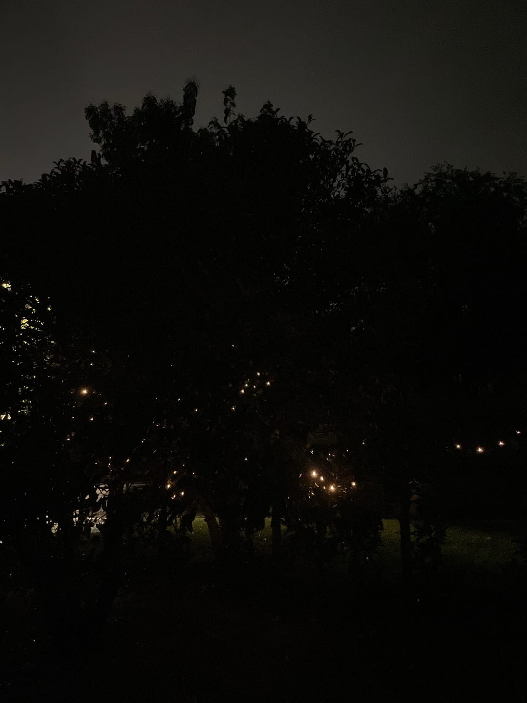 Customer photo review of Black String Solar Fairy Lights