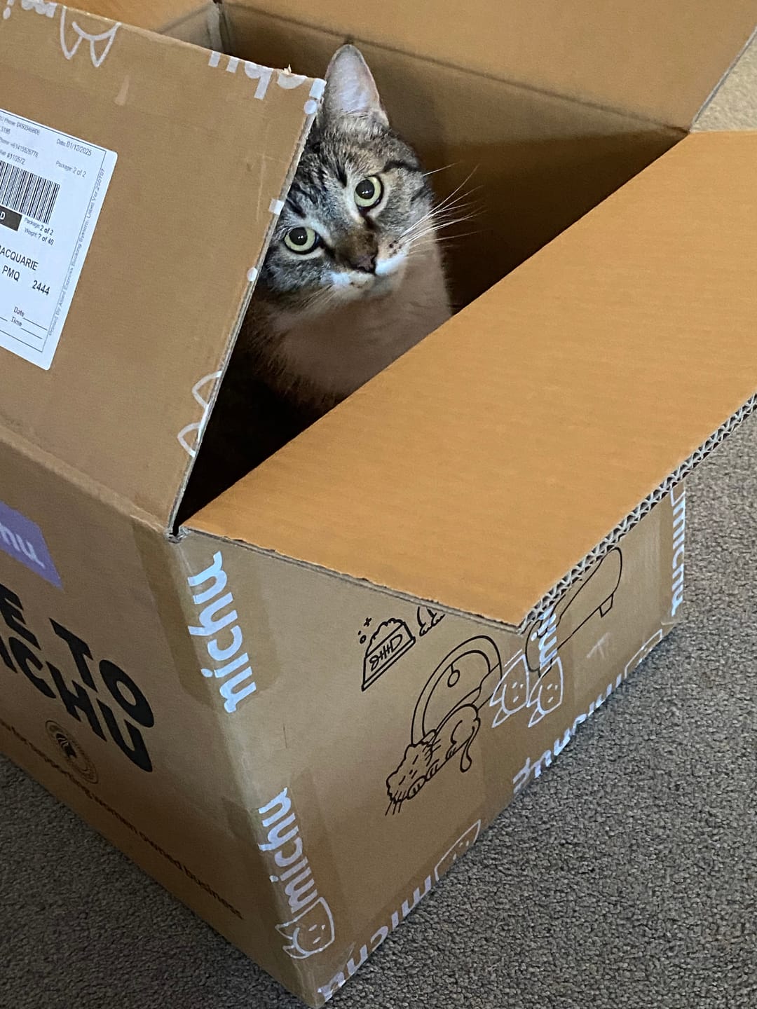 Customer photo review of Michu Tofu Cat Litter Gen3 - Natural Clumping Tofu-Based Formula - Value Box 5 kg