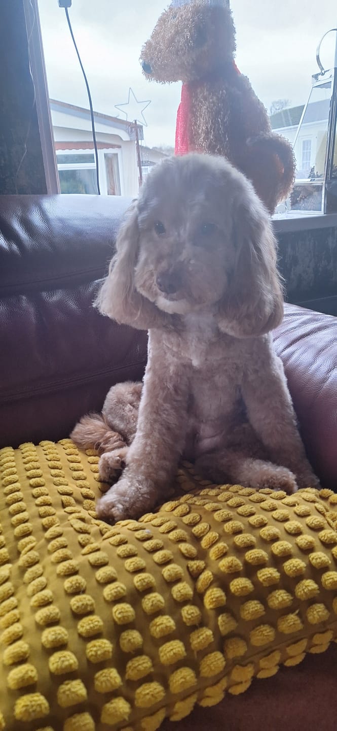 Customer photo review of Total Urinary Care Supplement For Dogs