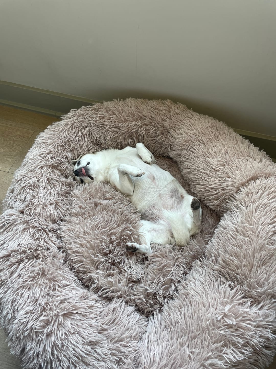 Customer photo review of Cama Anti-Estrés THE DOGS — Menos ansiedad, más descanso
