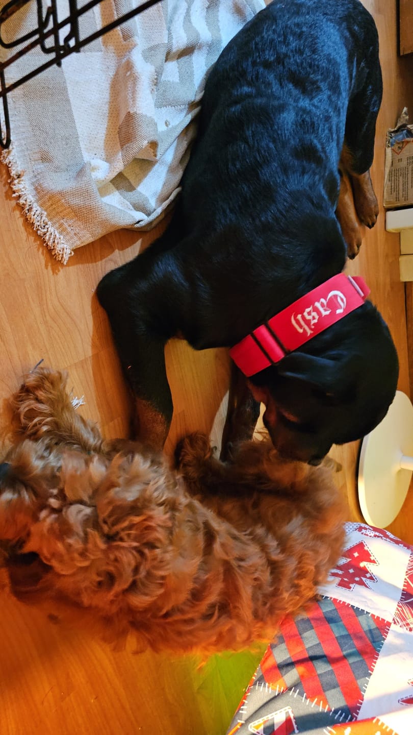 Customer photo review of 5cm Combat® Collar | With Handle & Secure Clip - Red