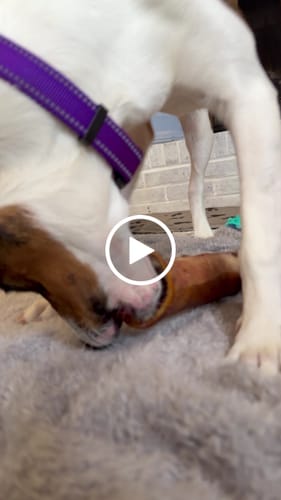 Customer video review of Large Dog Black Friday Bundle (Your 12oz Jerky+2 Large Bones+12" Hick. Bully)