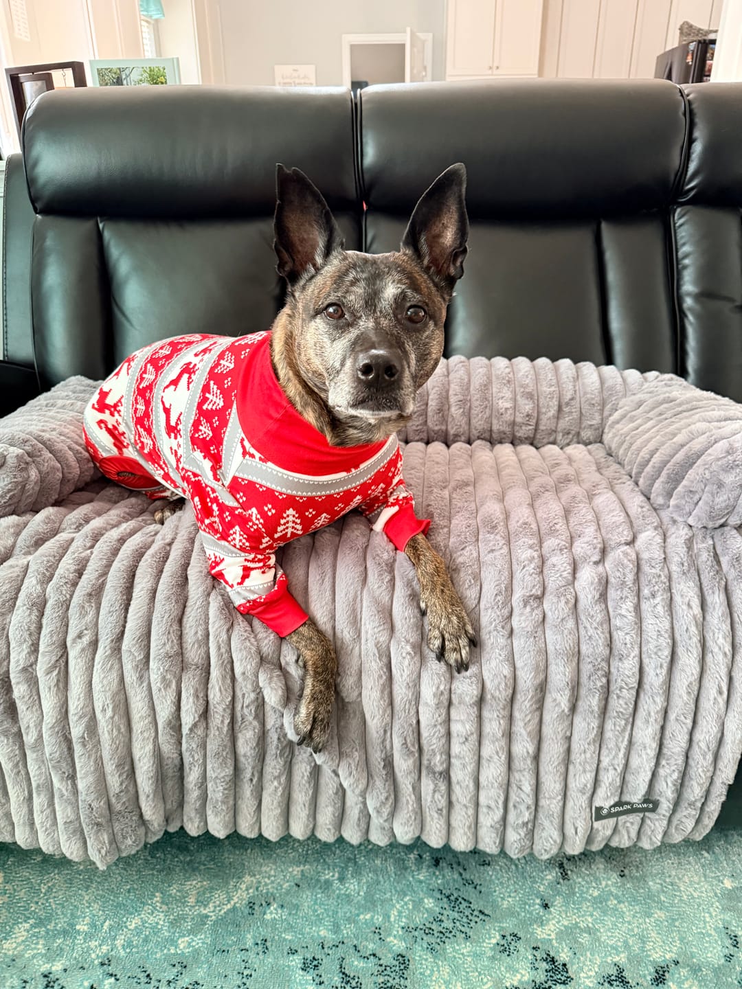 Customer photo review of Luxury Couch Cover Dog Beds