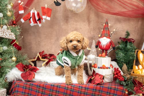 Customer photo review of FunFunPet 高機能ハーネス（お名前タグ作成サービス付き）