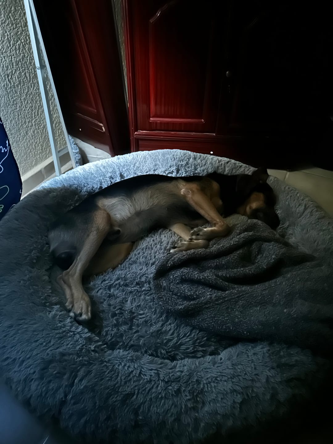 Customer photo review of Funda Original para Cama Antiestrés para Perros