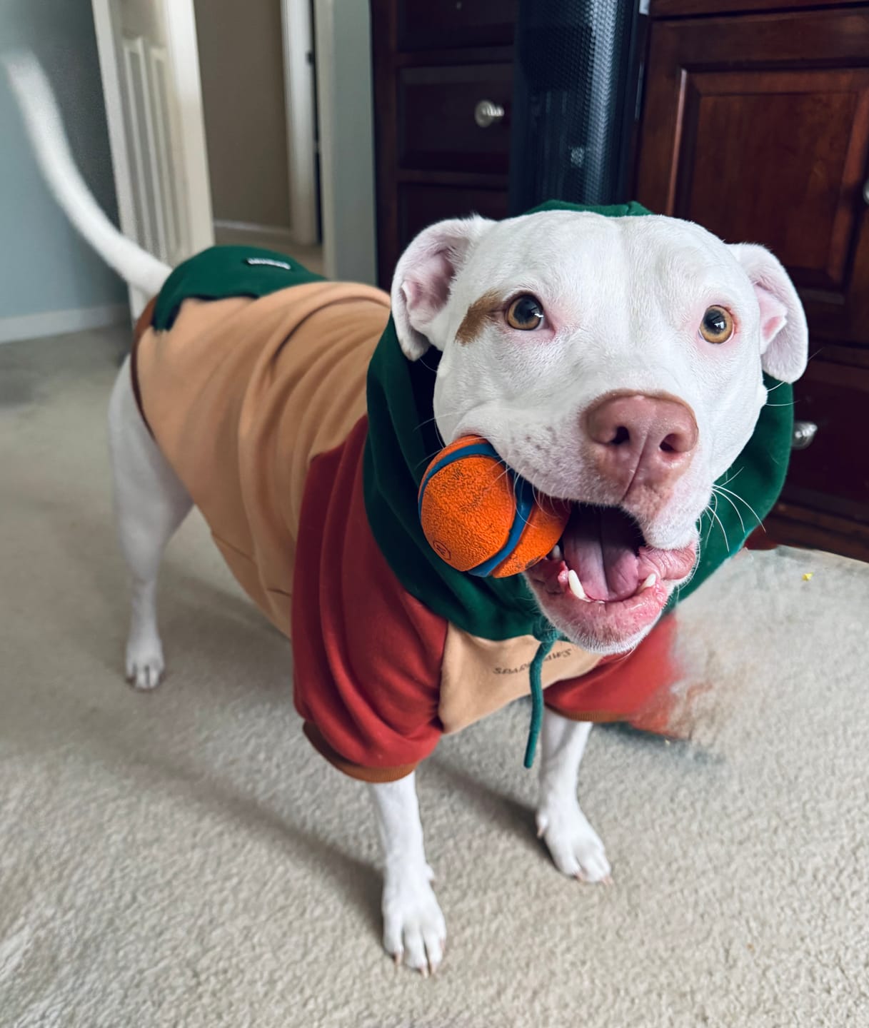 Customer photo review of Ranger Dog Hoodie