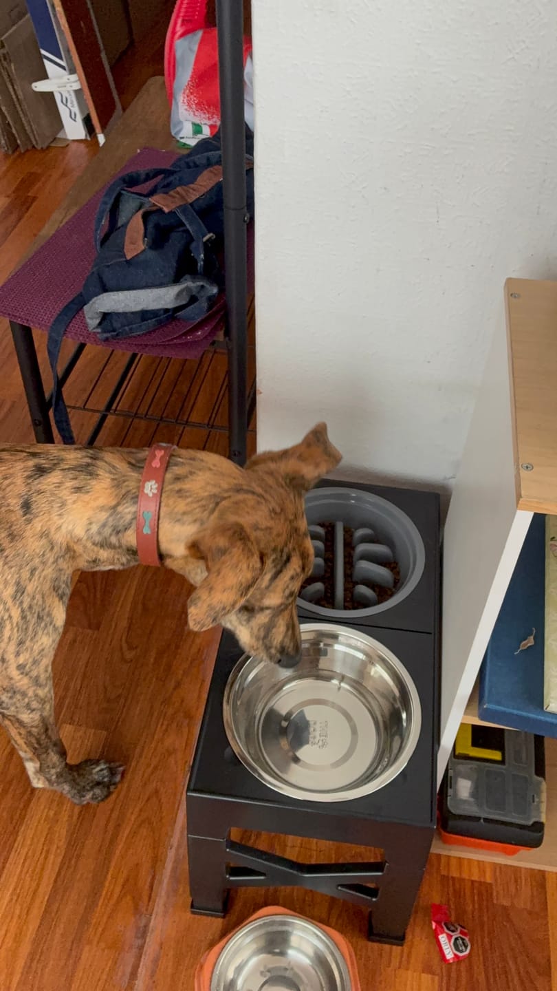 Customer photo review of Comedero Elevado THE DOGS Postura correcta en cada comida