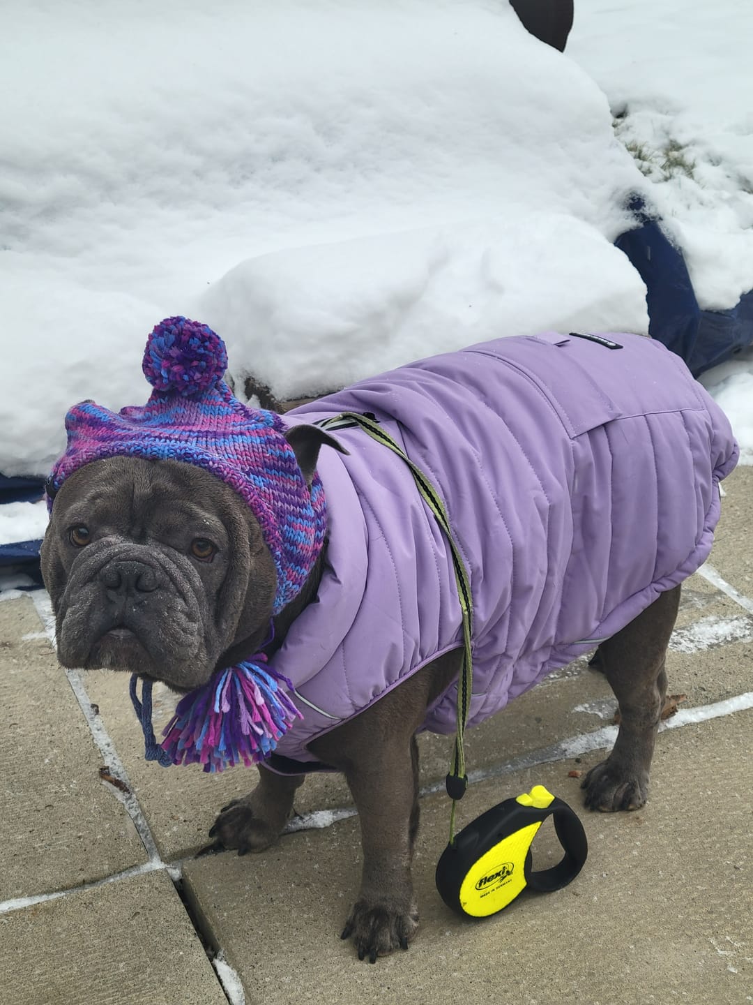 Customer photo review of Knit Pom Pom Dog Beanie Hat - Purple & Lavender