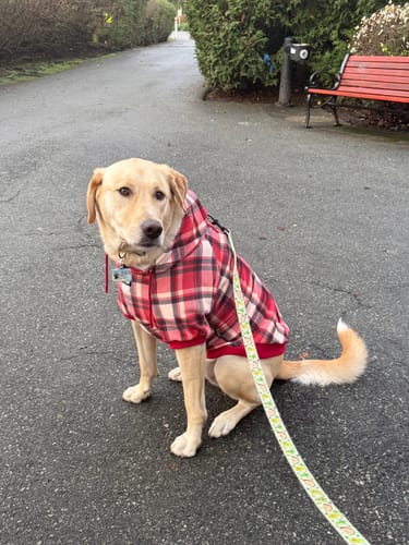 Customer's yellow dog sitting on a paved path wearing the Red Plaid Dog Hoodie.