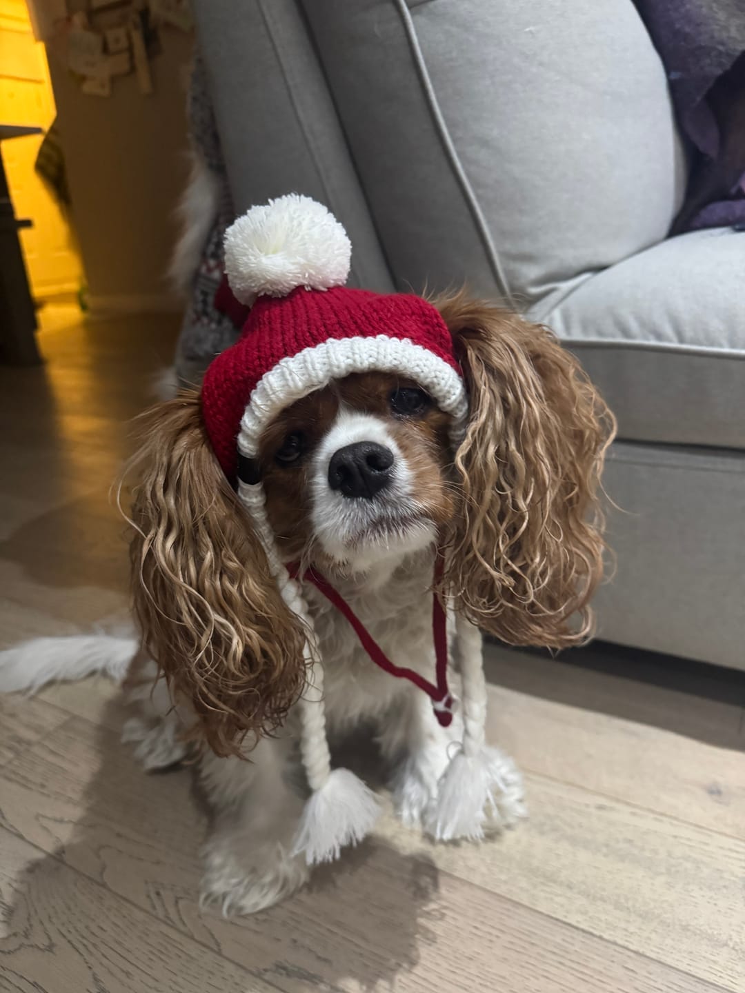Customer photo review of Knit Pom Pom Dog Beanie Hats