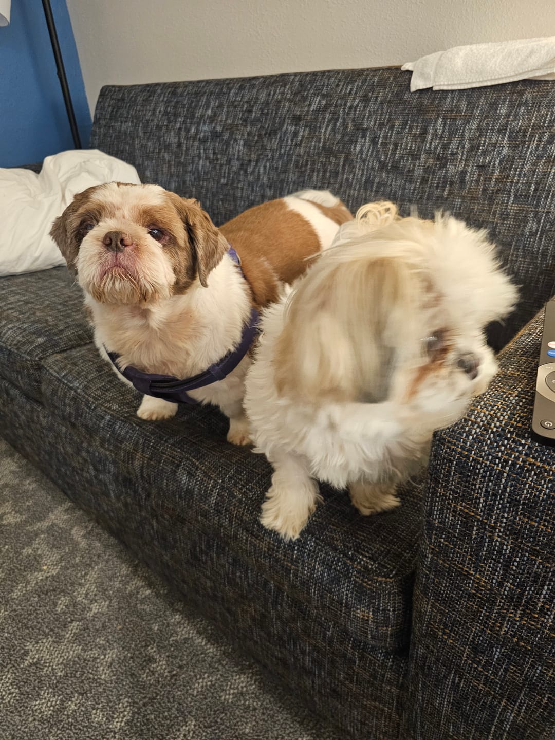 Customer photo review of Dog Bad Breath & Dental Care Remedy