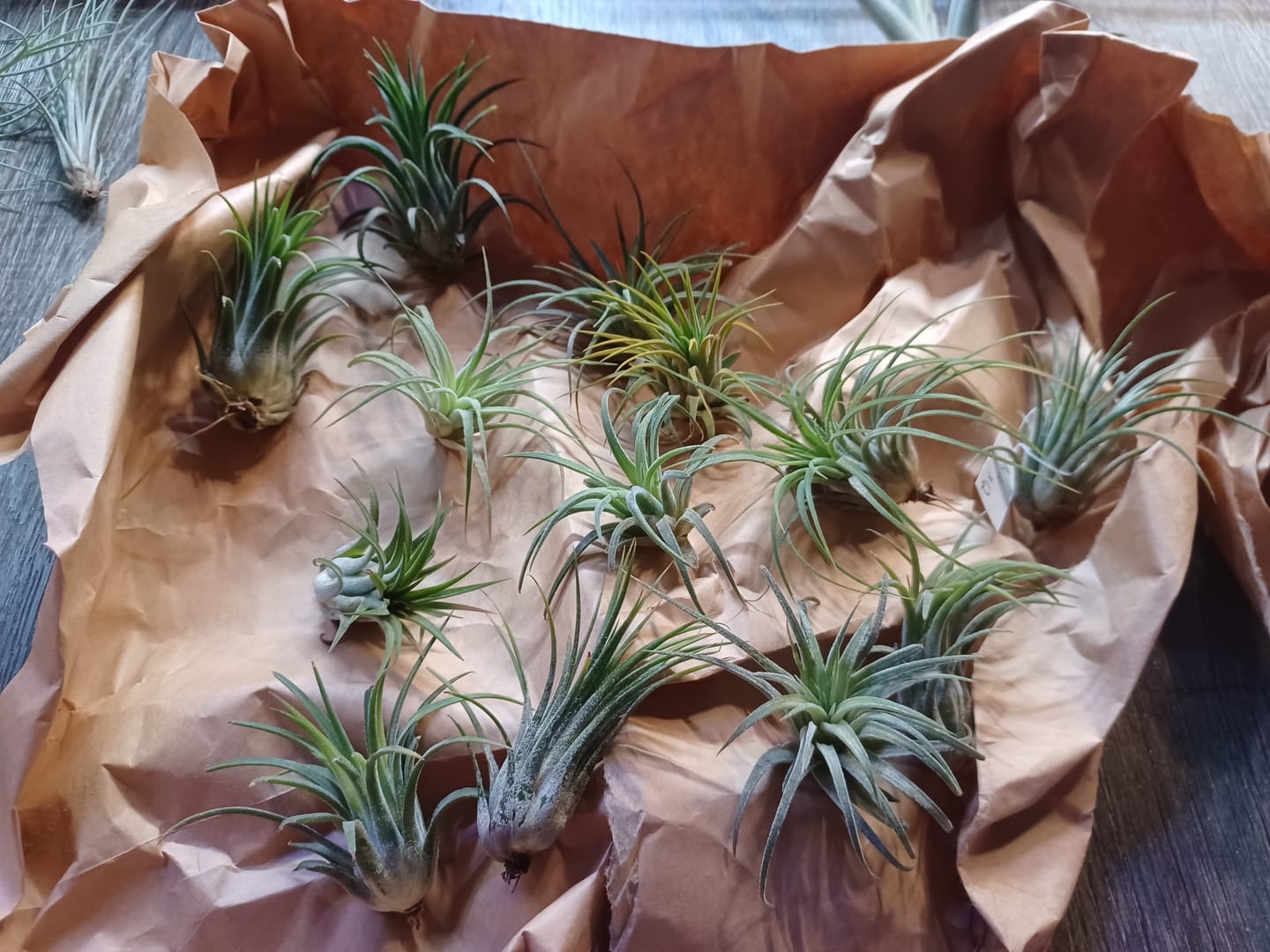 Customer photo review of B Quality Ionantha Variety 3 Pack  ($0.75 Per Plant)