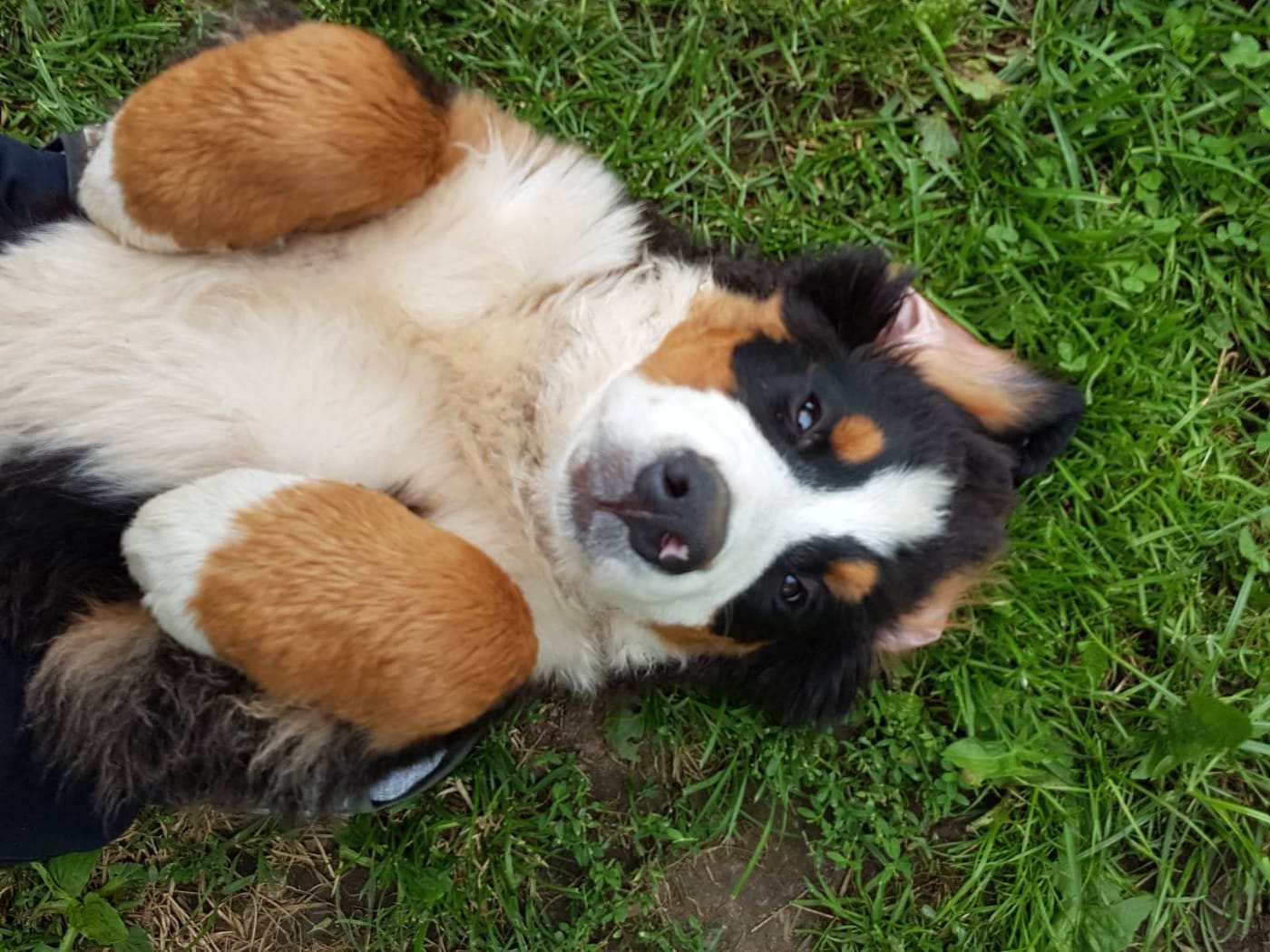 Customer photo review of 12 Inch Monster Braided Bully Stick