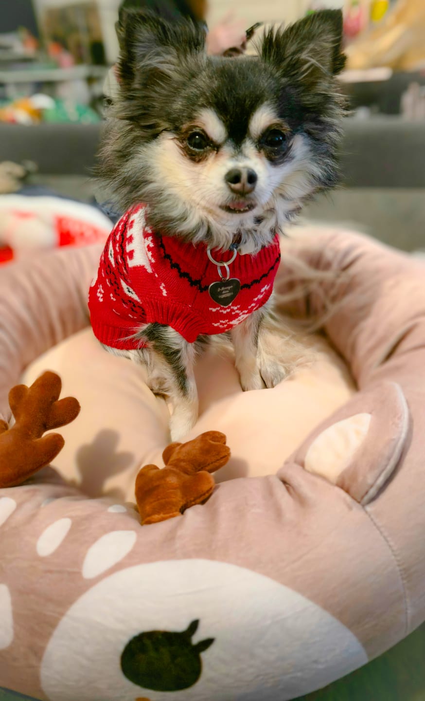 Customer photo review of Knit Christmas Dog Sweater - Dasher Red