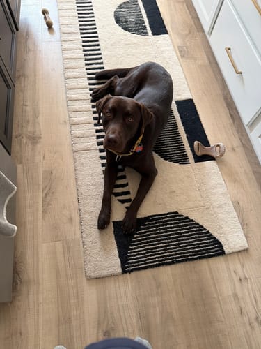Customer's brown Labrador retriever lying on a modern black and white rug on a wood floor.