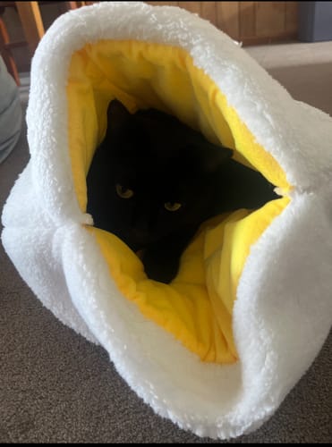 Customer photo review of Purroom Little Chicken Cat Sleeping Bag & Mat