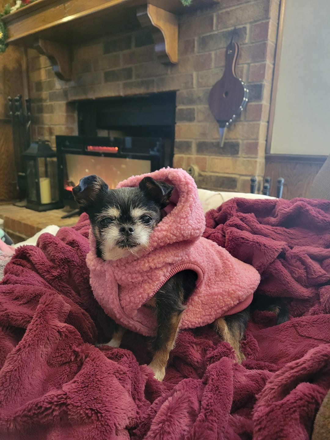 Customer photo review of Teddy Sherpa Dog Jackets
