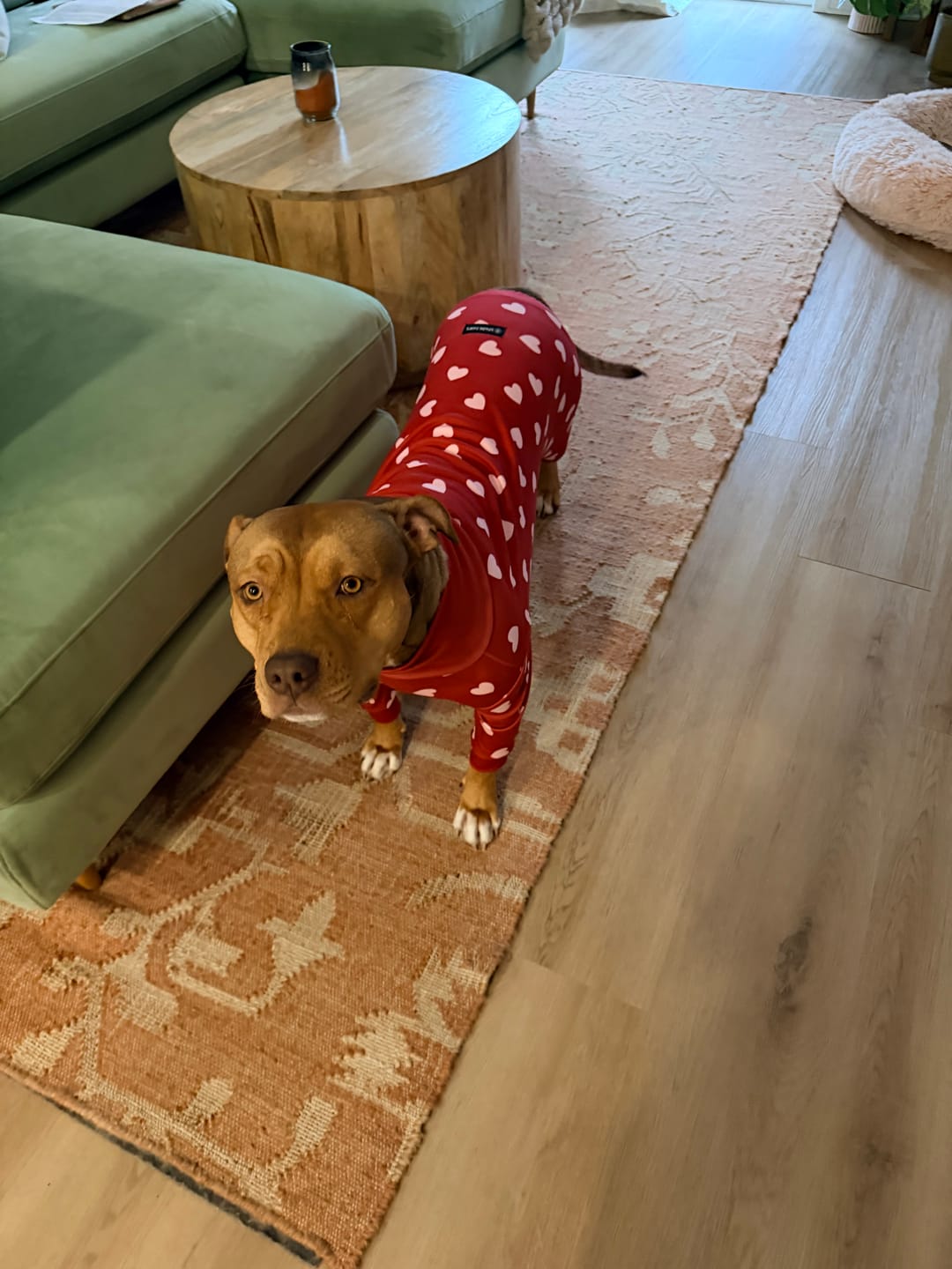 Customer photo review of Dog Pajama - Red Hearts