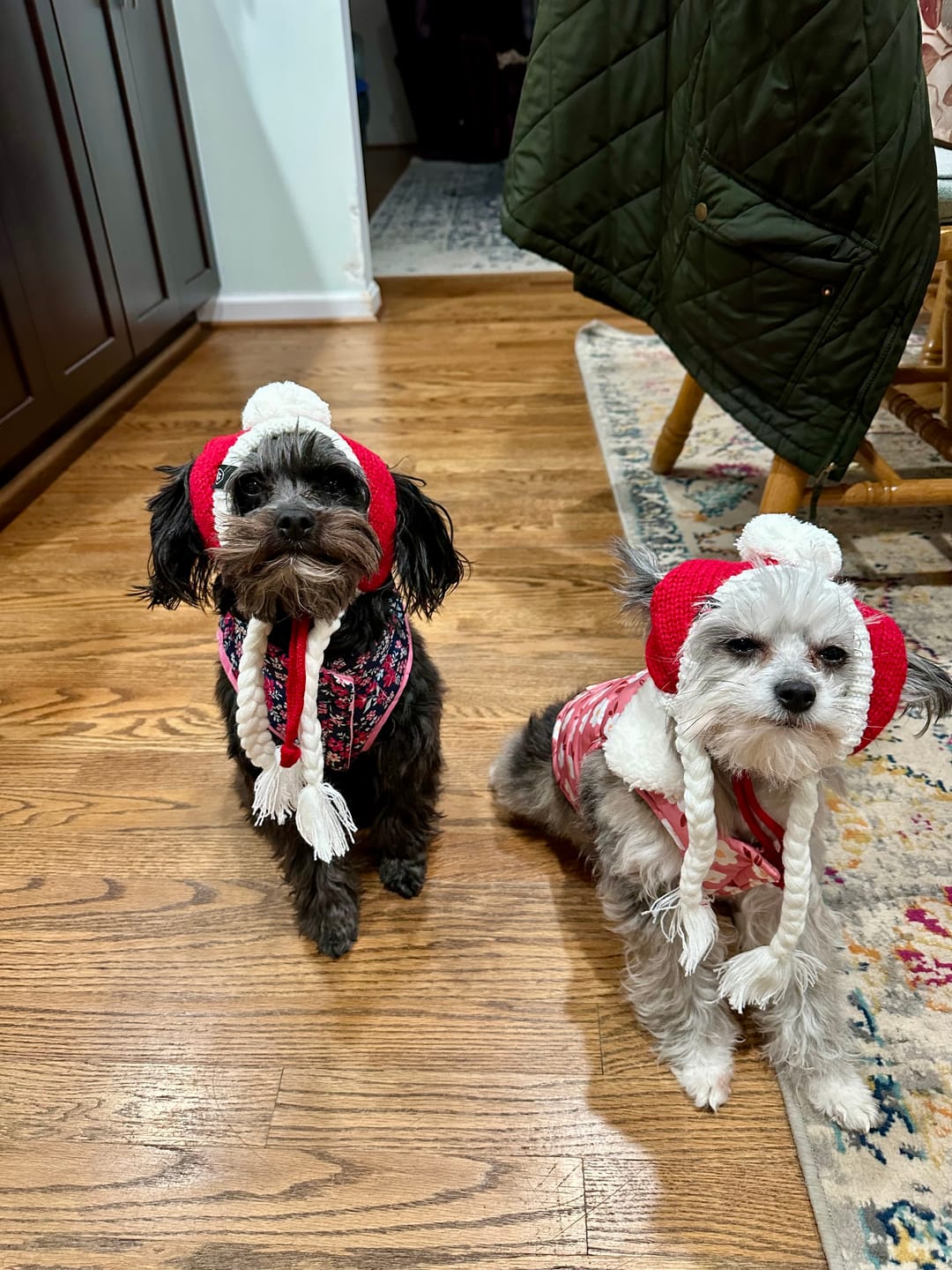Customer photo review of Knit Pom Pom Dog Beanie Hats