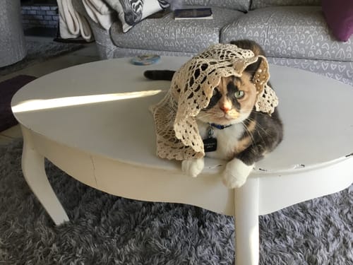 Customer photo review of 2x Blisso Advanced Cat Probiotic | Cat Probiotic for Diarrhea & Kidney Support