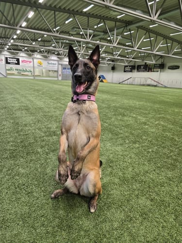 Customer photo review of Martingale Black Edition Baby Pink - Brett fodrat halsband halvstryp