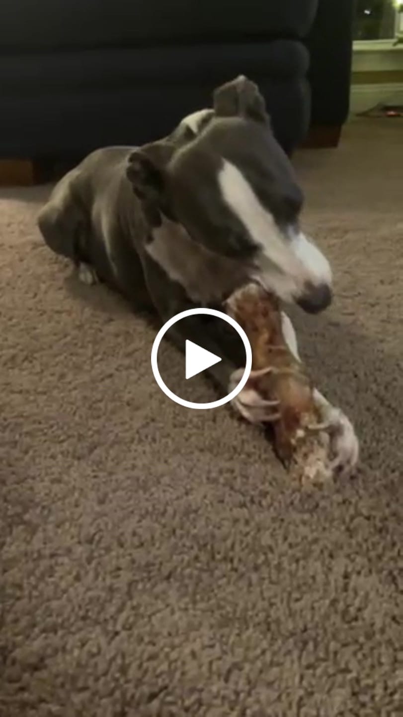 Customer video review of Ostrich Foot Bone (7" x 3.5"): The Flavorful & Long-Lasting Chew for Medium to Large Dogs
