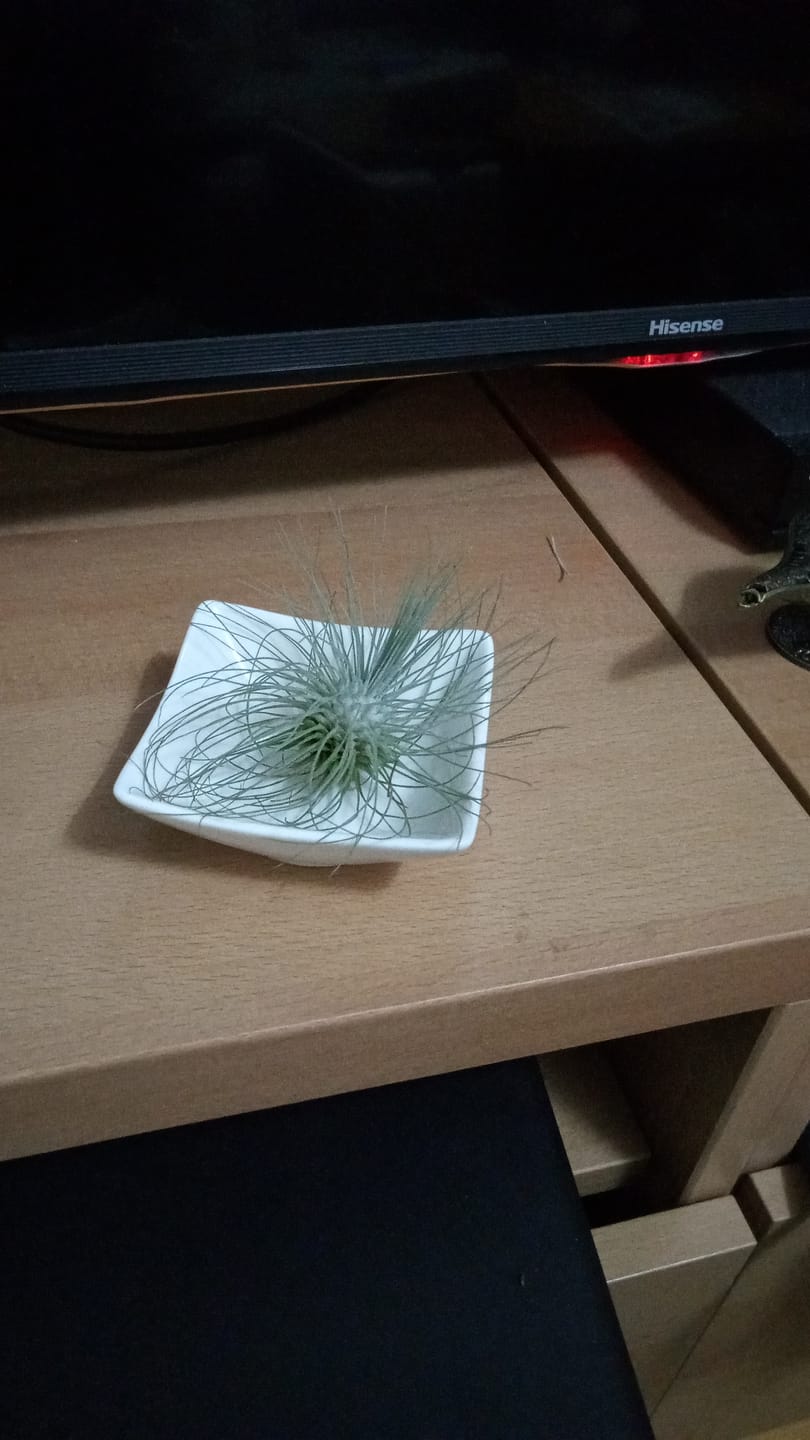 Customer photo review of Tillandsia argentea